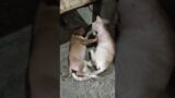 To the rescue ang nanay! #dog #funny #animals #funny video #Lolong_caloy