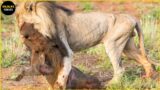 Unlucky! Warthog Becomes Breakfast Of Merciless Lion & Leopard