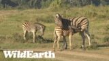 WildEarth – Sunrise Safari – 06 April 2023