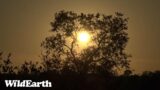 WildEarth – Sunrise Safari – 25 April 2023