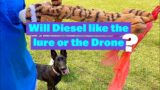 Will Diesel like the Lure or Drone? | How High Can Rosco Jump? | #malinois #staffy #mastiff