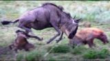 baby wildebeest saved from hyena's jaws – part 4 – mama to the rescue!! (in SLOW-MO)