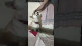 coco the super dog becomes a good boy || greeting hello