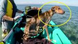 eMys Rescued Dog Thrilled After Being Abandoned on a Desert Island
