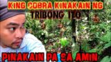 king cobra kinakain lang ng tribong ito agta tribe