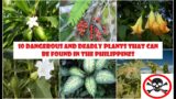 10 DEADLY AND POISONOUS PLANTS THAT CAN BE FOUND IN THE PHILIPPINES