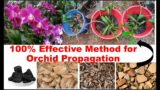 100% effective way for orchid propagation with zero cost in home | must try method for home garden