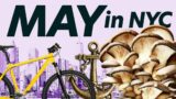 6 FREE Things to do in NYC | May 2023 Edition