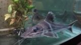 7yo 10-12inch 1fem/4male ornate pim catfish Pimelodus ornatus. Are bulging eyes normal? 2 lost eye.