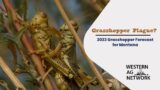Another Grasshopper Plague? 2023 Forecast