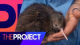 Are there more kiwi like Paora in need of rescue? | The Project NZ