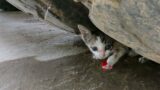 Attempts to rescue the poor kitten stop crying for its mother when it feels lonely and cold