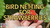 Bird Netting For Strawberry Plants
