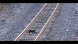 Black Cat crosses the Railroad Tracks