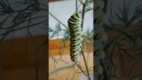 Black Swallowtail | Egg To Big Fat Caterpillar