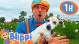 Blippi Visits an Animal Farm! | 1 HOUR OF BLIPPI TOYS | Animal Videos for Kids