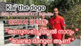 Dogo argentina training #dogo |Leonardo Voila