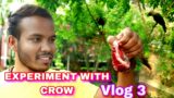 Experiment with crow //funny video