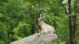 Exploring the Wild Asia Monorail: A Captivating Journey through the Bronx Zoo