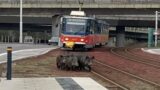 Family Of Boars Cause Traffic Jam On Tram Tracks // Funny Wildlife