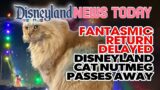 Fantasmic Return Delayed, Disneyland Cat Nutmeg Passes Away