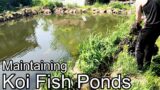 Fish, Ponds, Ducks, Plants, this video has it all
