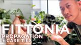 Fittonia (Nerve plant) rescue, care, and propagation with months of satisfying update!