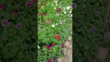 Flower collection| Gardening| How to gardening| Colourful flowers|winter flower collection #trend