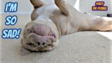 Funny Pitbull Plays Dead When He Doesn't Get What He Wants!