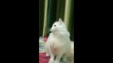 Funny Troublemaker Cat