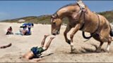 Funny and Cute Horse Videos in 2023 That Will Change Your Mood For Good #4