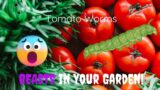 Garden Beasts! Tomato Hornworm Spotlight