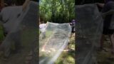 Garden netting to the rescue or at least until my trap crops grow and get to work