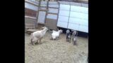 Goats to the rescue short