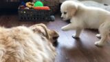 Golden Retriever And His Troublemaker Puppy Brother | Paws Addict