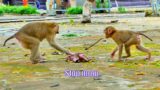Good Boy!, Sweetie Old Brother SARO To Walk Follow Mom SARIKA To Ask Stop Pull Her New Brother SABA
