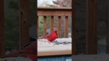 How the Northern Cardinal Eats Sunflower Seeds