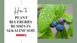 How to Plant Blueberry Bushes in Alkaline Soil