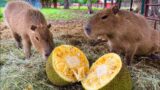 I Poisoned My Capybaras (PETA called)