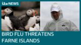 ITV News visits islands shut to public after wild bird colony hit by avian flu| ITV News