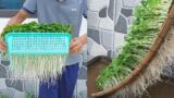 Ideas | Growing sprouts at home | No need for land, fast to harvest