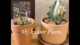 Indoor Plants I have / Kids Broke a Plant | Mar 2023 | [ENG/KOR SUBS]
