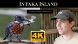 Intaka Island – One of South Africa's best birding destinations.
