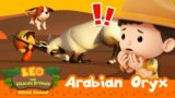 It's a UNICORN… with TWO HORNS?! | Arabian Oryx | Leo the Wildlife Ranger | #compilation