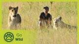 Lion Release – Lions on the Move 2/2 – Go Wild