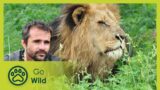 Lion sanctuary on the edge of Dinokeng – Lions on the Move 1/2 – Go Wild
