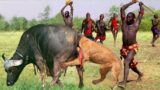 Maasai Tribe Warriors Brave Chase And Destroy The Lion King To Protect To Weak Young Buffaloes