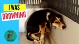 Miraculous Rescue: Stray Puppy Pulled from Drowning in a water tank – Takis Shelter