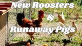 New Roosters, Escaped Pigs And Waterproof Rendering.143