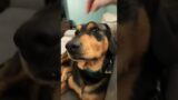 Ollie says hi! #dog #doggo #petlover #pets #goodboy #labrador #animals